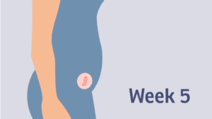 weeks ultrasound