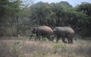 10330 1 4 2022 18 45 41 1 WILD ELEPHANTS EASTERN MANDAS CTR