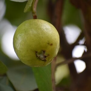 Wellhealthorganic.com: 5 amazing health benefits of guava – busy inside