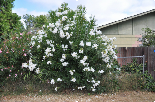 How The White Oleander Tree Adapts To Different Environments 1 white oleander tree