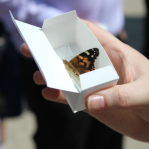 Where can I order butterflies