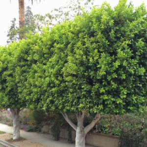 Fastest growing trees