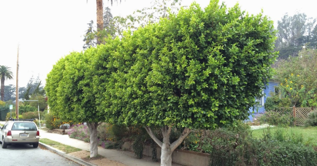 Fastest growing trees