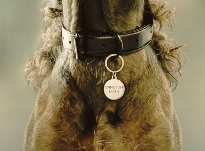 Stylish And Practical: Advantages Of Gold-Plated Pet ID Tags 1 Screenshot 39