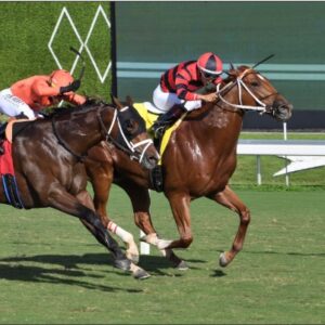 India horse race fixtures