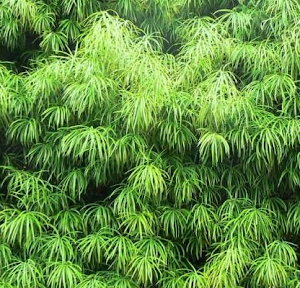 podocarpus hedge