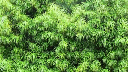 podocarpus hedge