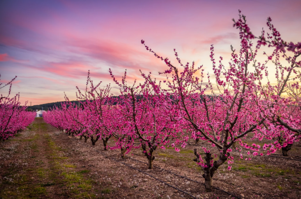peach trees
