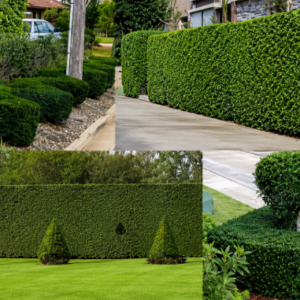 wax leaf privet hedge