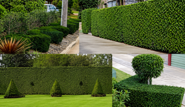 wax leaf privet hedge