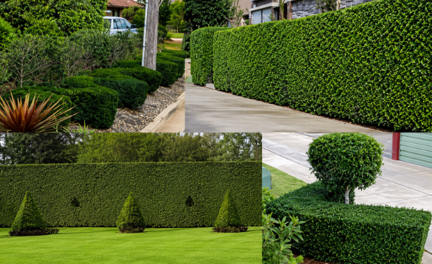 Wax Leaf Privet Hedge for Privacy and Structured Landscaping 1 wax leaf privet hedge