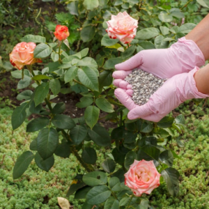 organic fertilizer