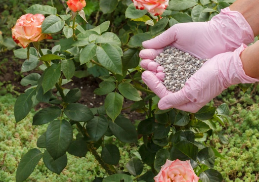 organic fertilizer