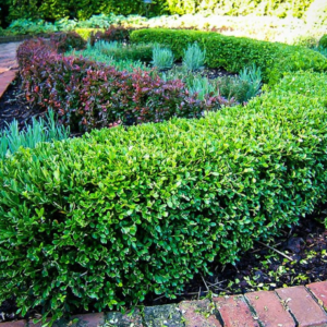 privacy trees1