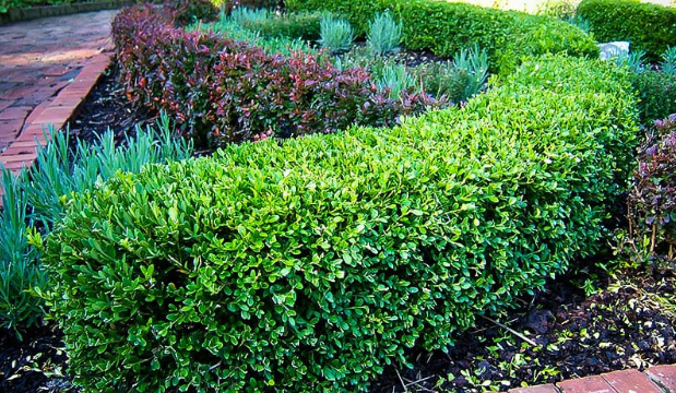 privacy trees1