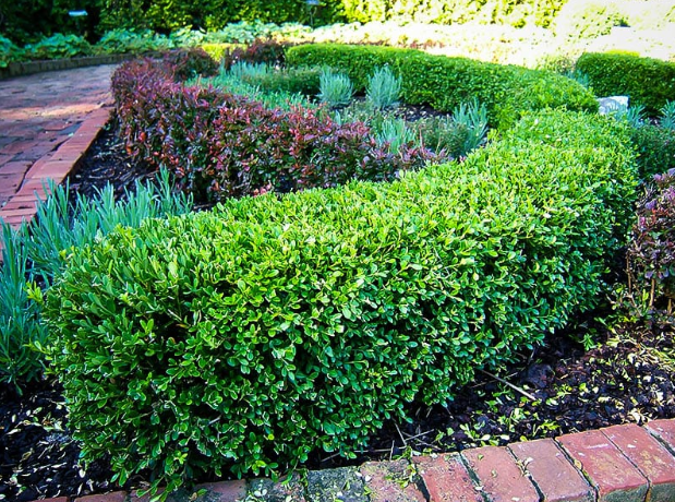 privacy trees1