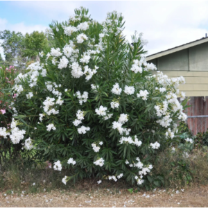 white oleander tree