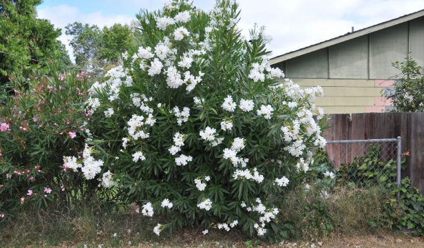 white oleander tree