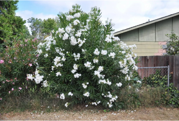 White Oleander Tree: A Beautiful Choice for Bright and Colorful Landscapes 3 white oleander tree