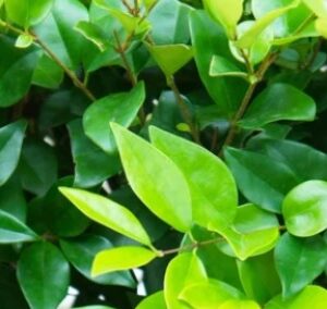 privacy hedge plants