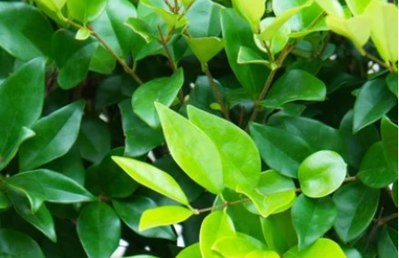 privacy hedge plants