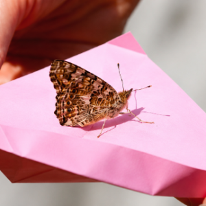 butterfly release for funeral1