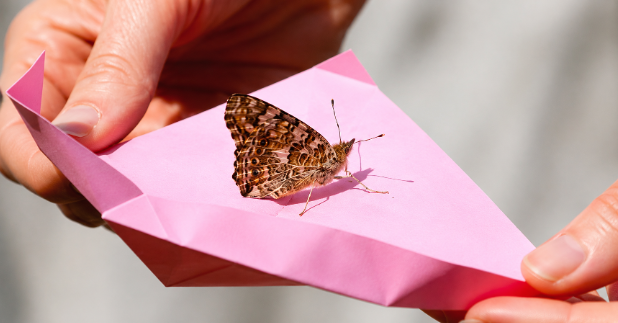 butterfly release for funeral1