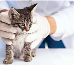 spaying and neutering cats