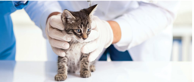 10 Factors That Can Influence When a Cat Should Be Spayed or Neutered 3 spaying and neutering cats