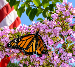 Purchase Butterflies