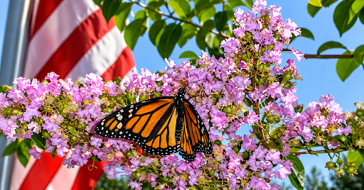 How To Purchase Butterflies For Release From A Reliable Supplier 1 Purchase Butterflies